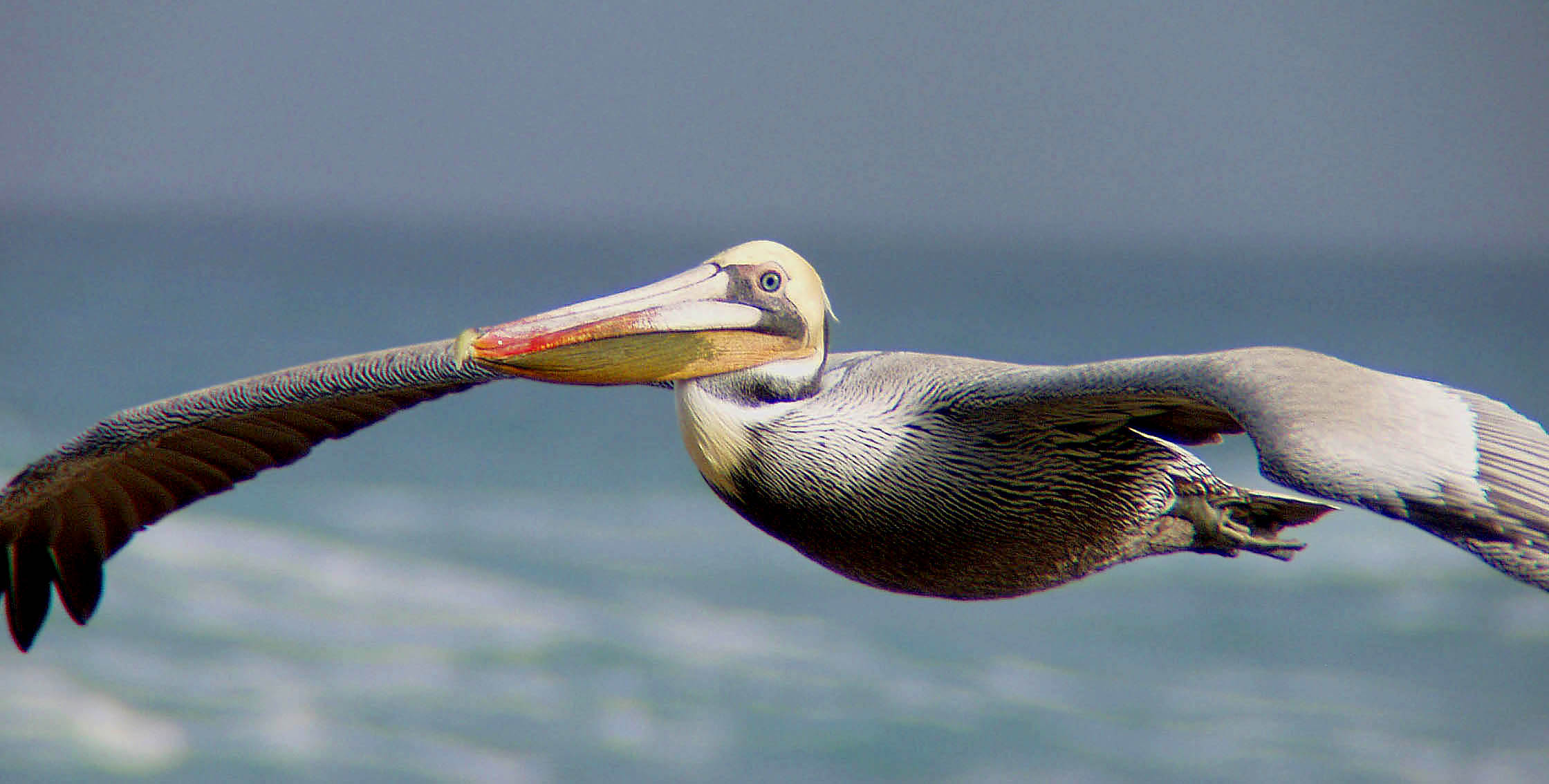 1 red beak pelican.jpg