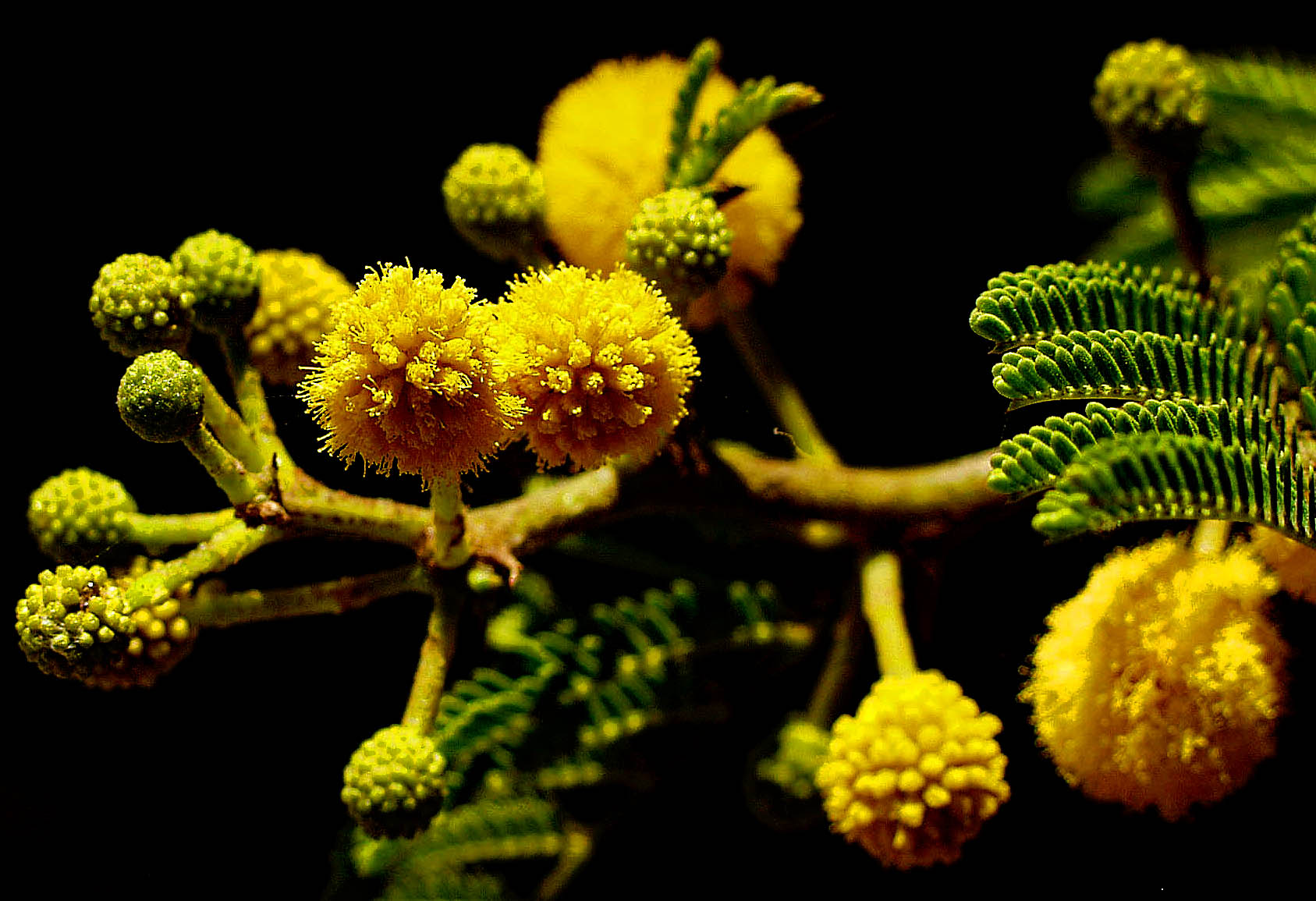 ex tiny yellow flowers mod.jpg