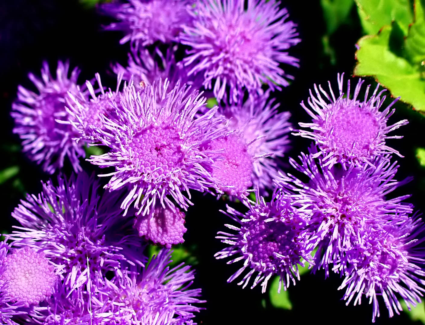 ex tiny purple flowers  printed mod.jpg