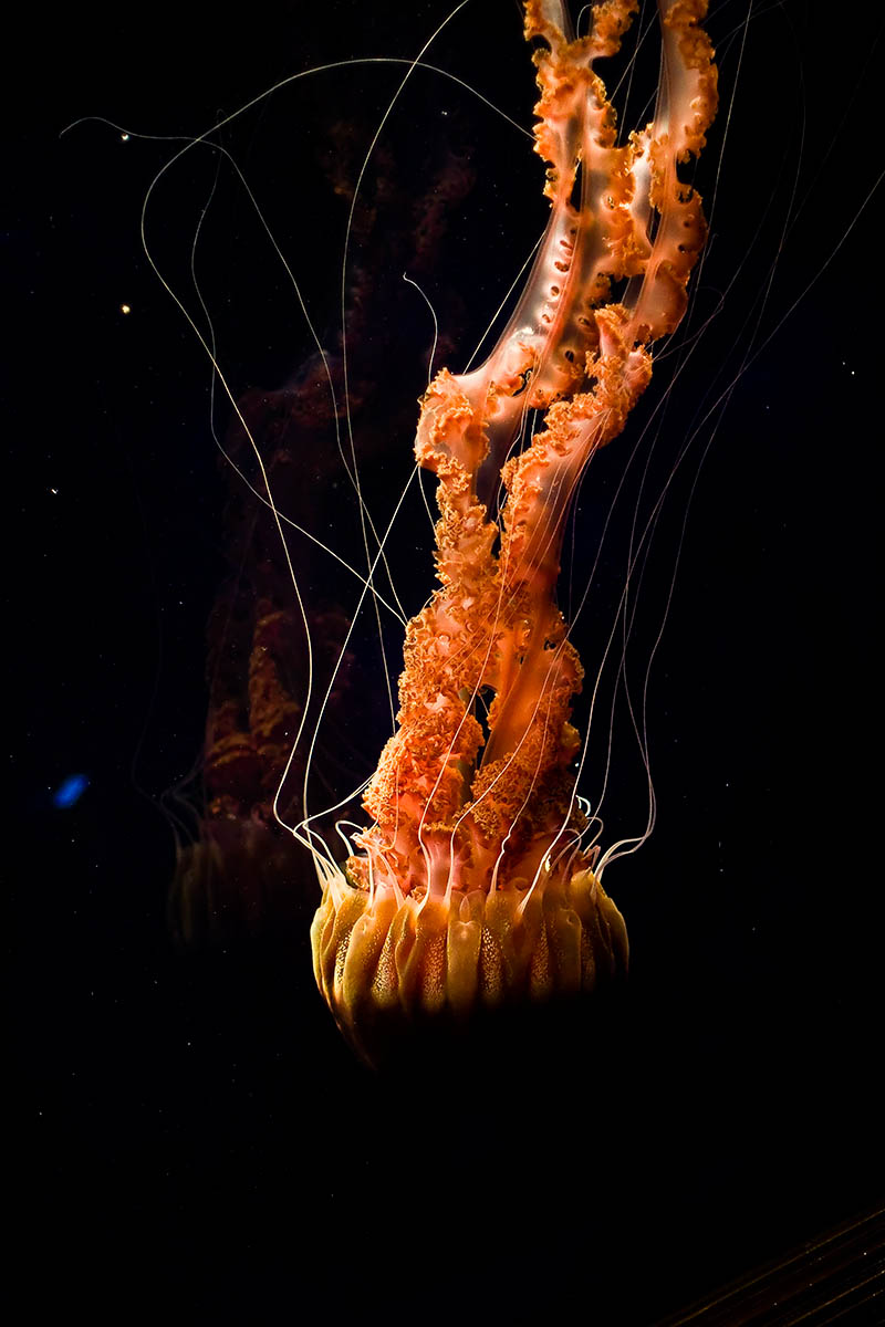 Really big jellyfish_MG_9827 t.jpg