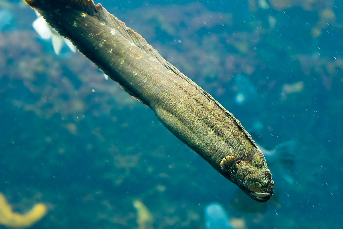 Eel Heading down.jpg