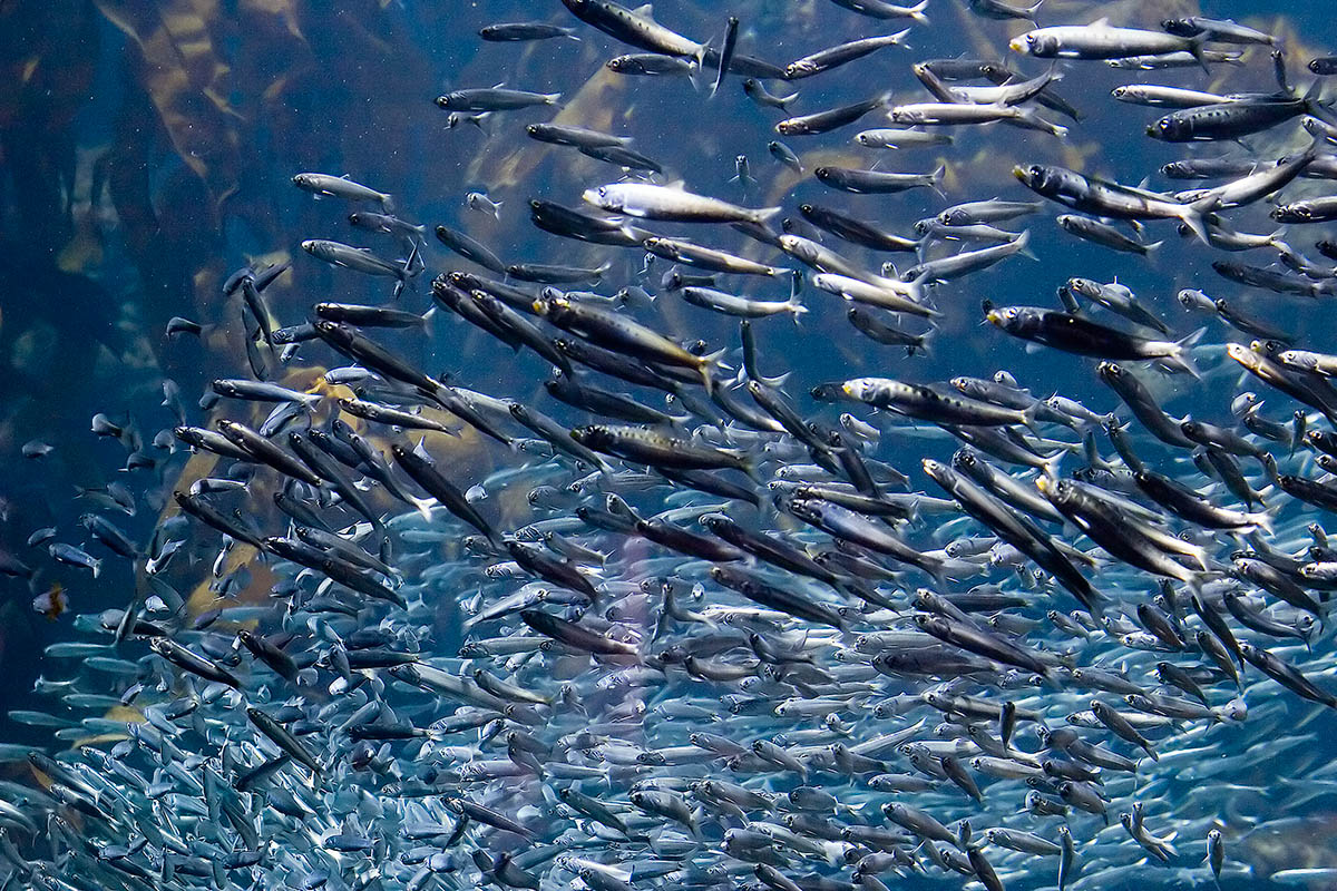 No summer break for these fish_MG_9869.jpg