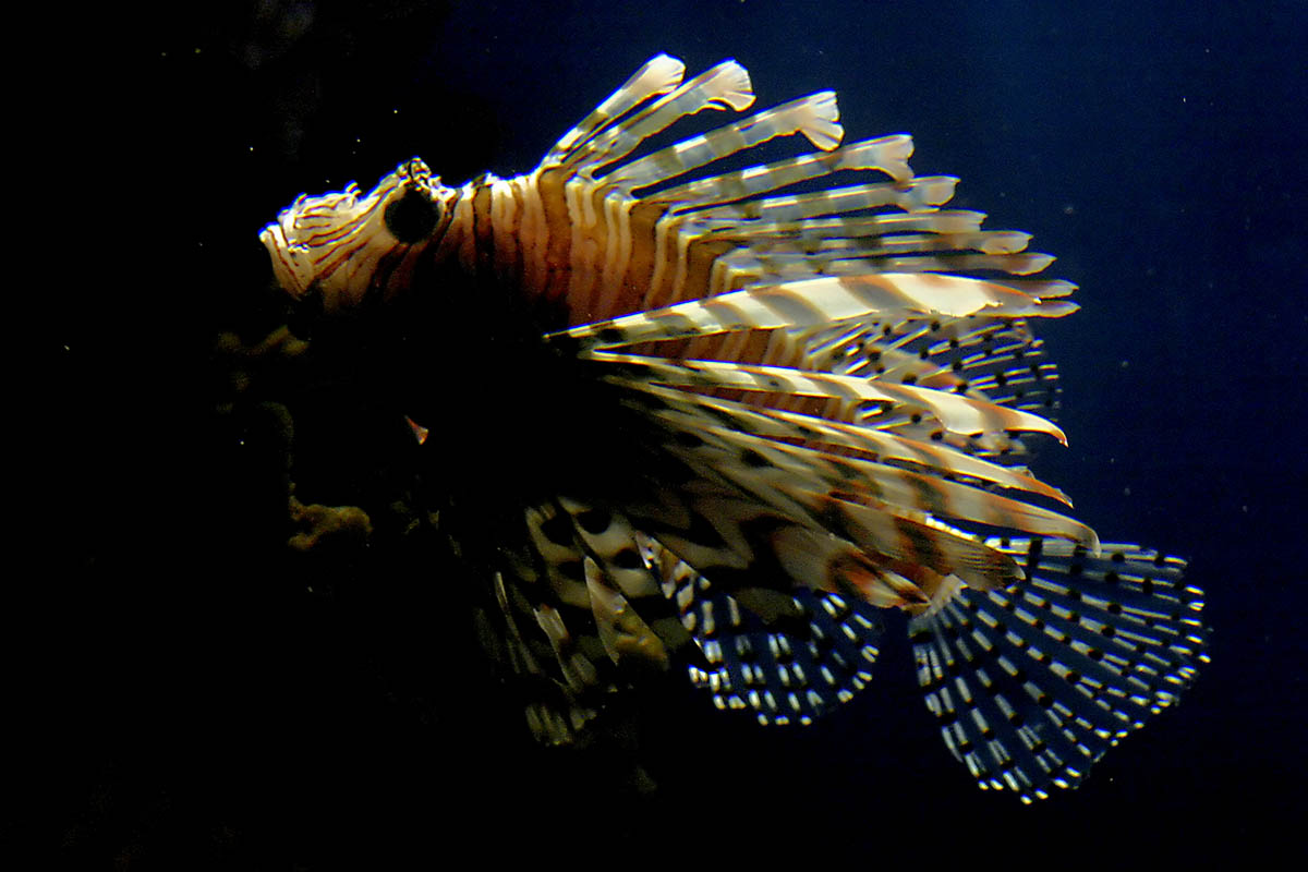 Lion Fish t 2854.jpg