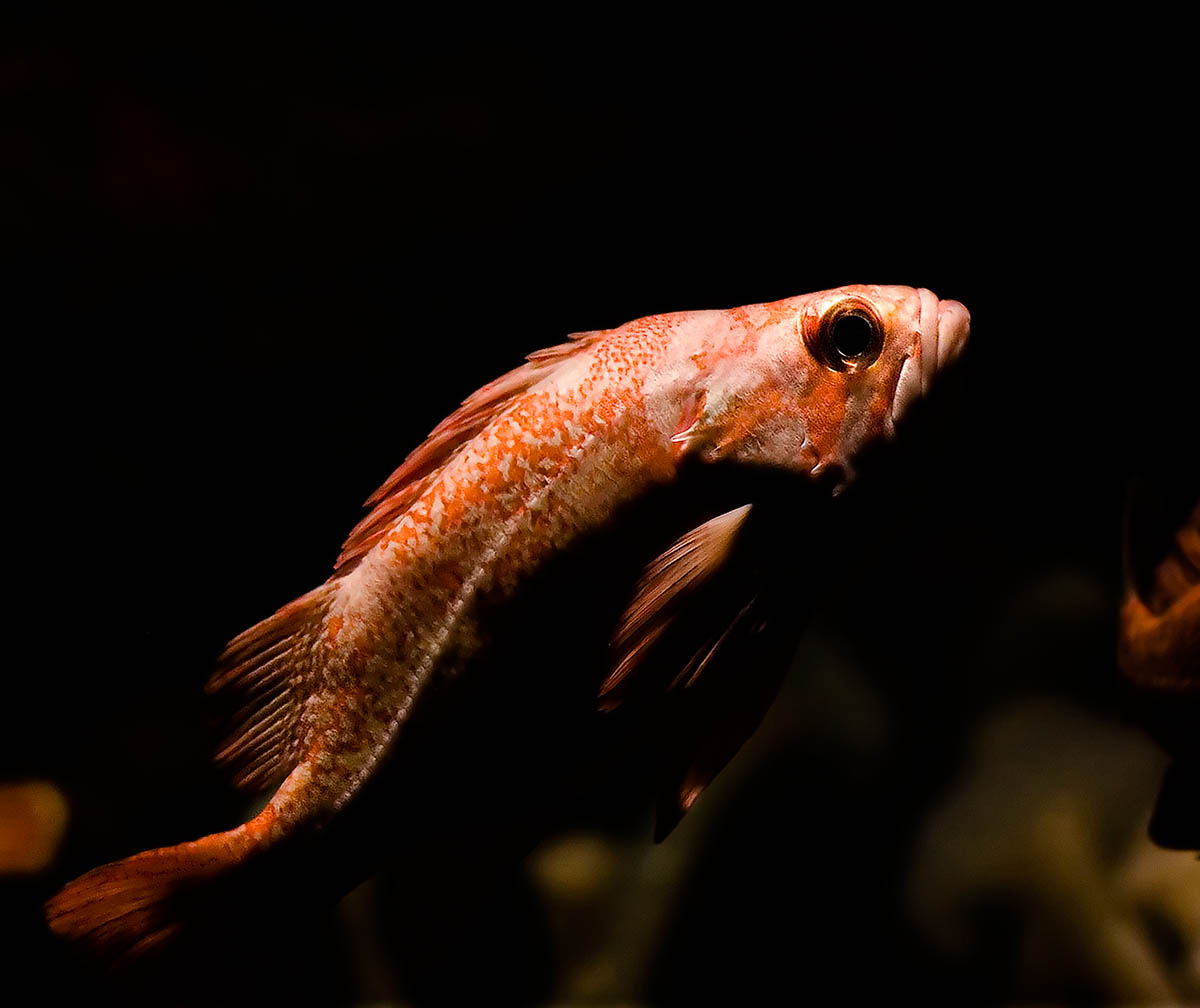 Orange fish going up_MG_3537.jpg