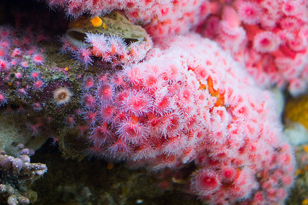 Pink anemoneas.jpg