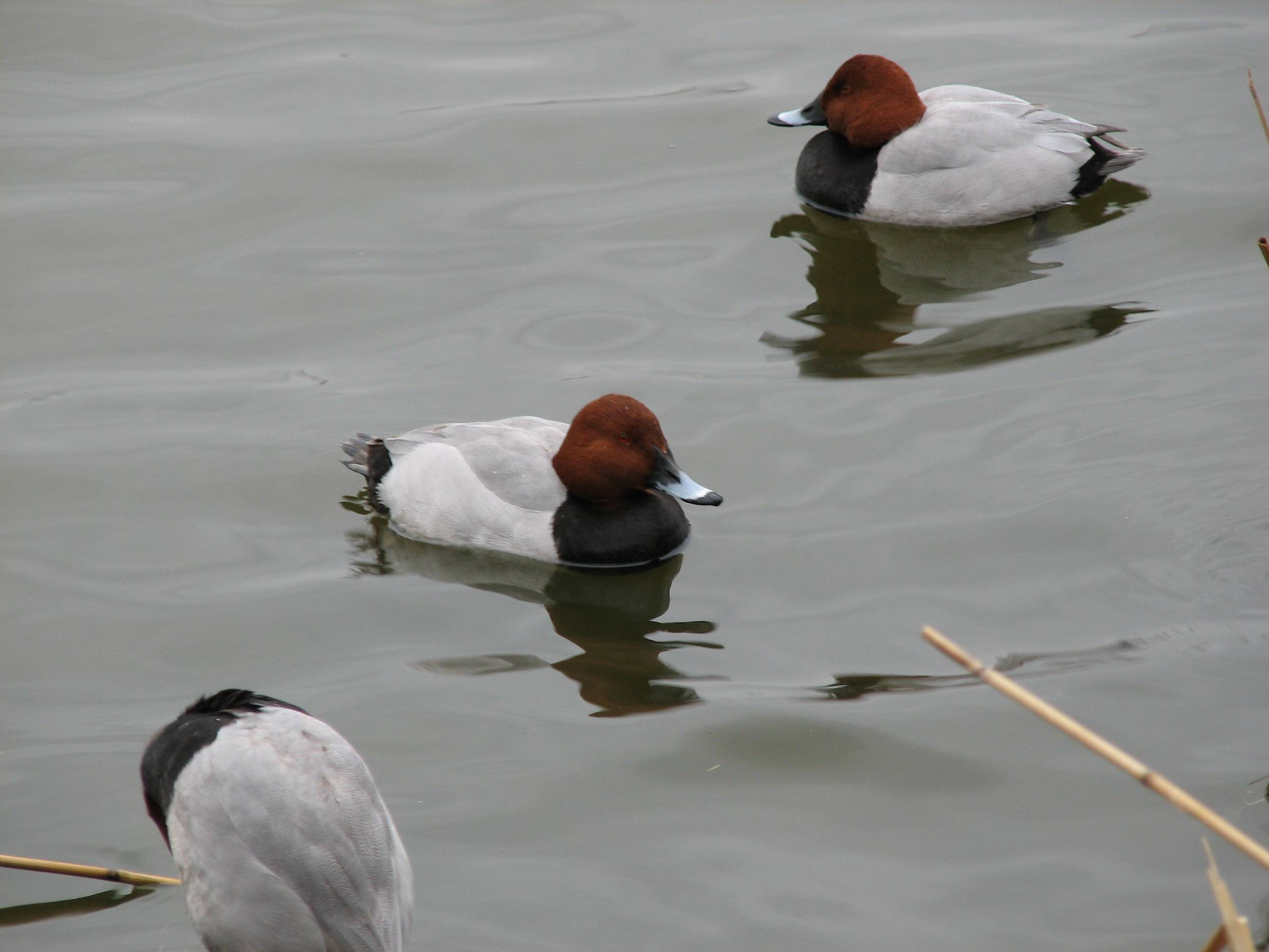 Redhead drake (Aythya americana)