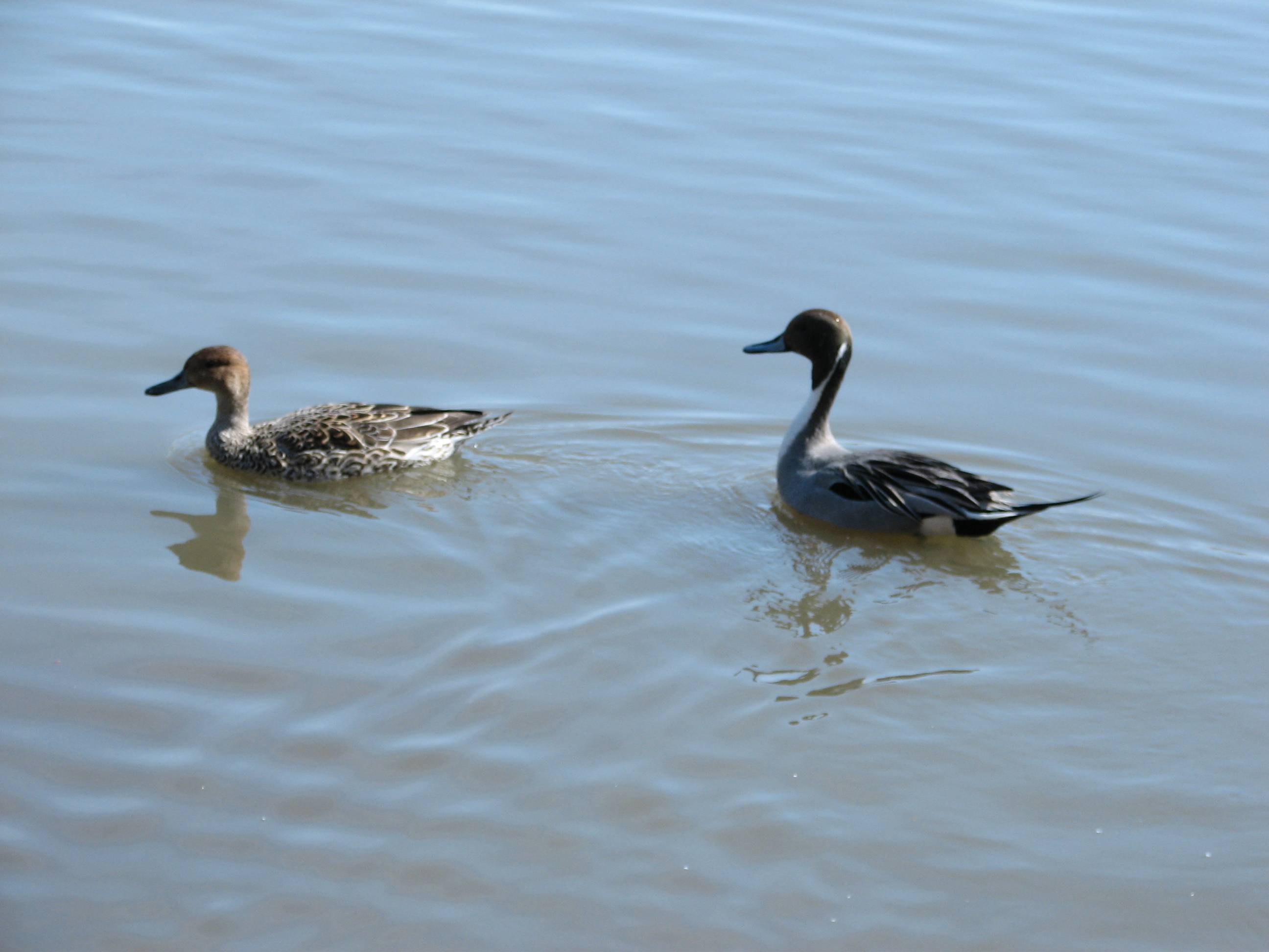 A couple of pintails