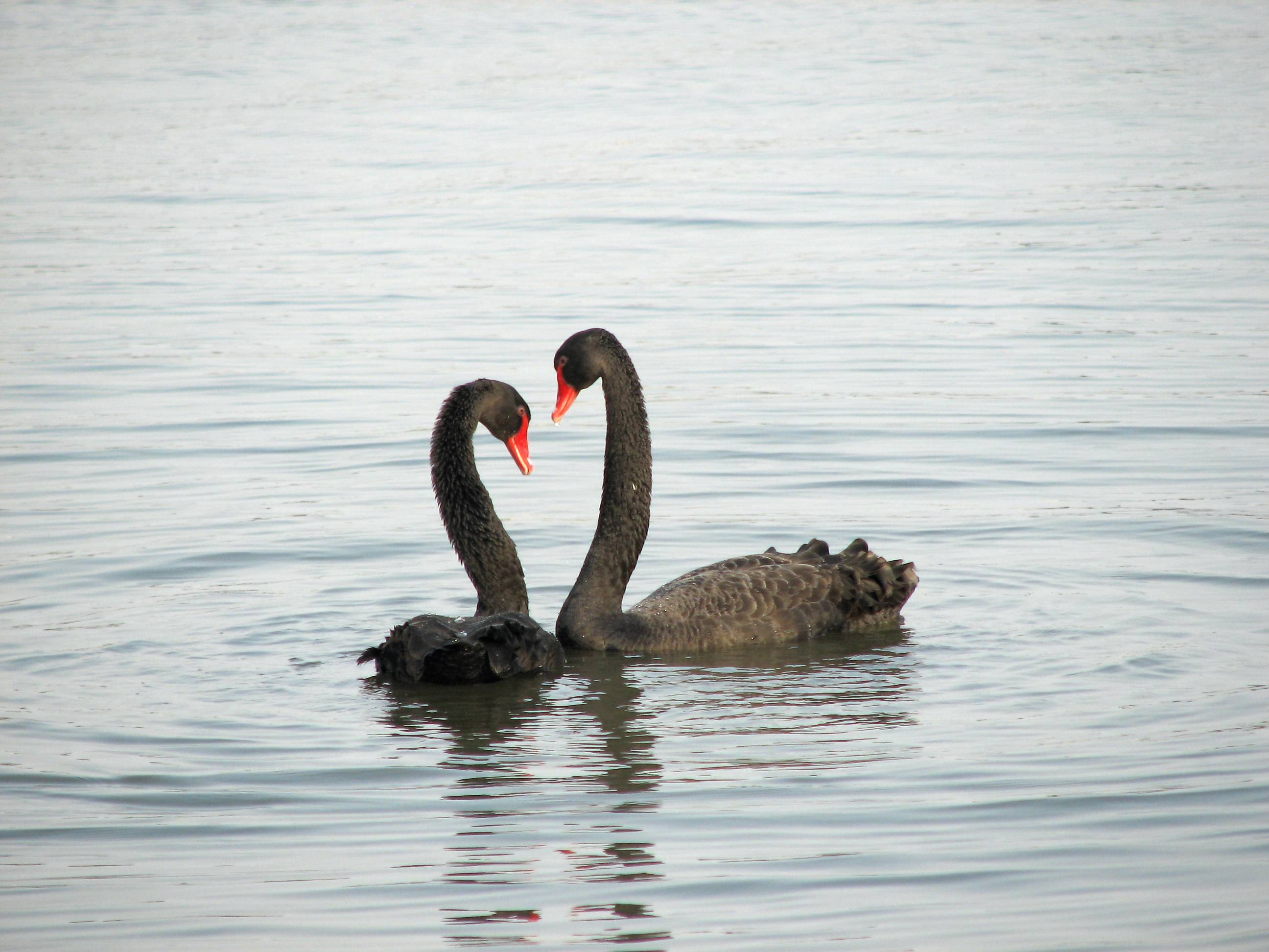 A couple of black swans (Cygnus atratus)