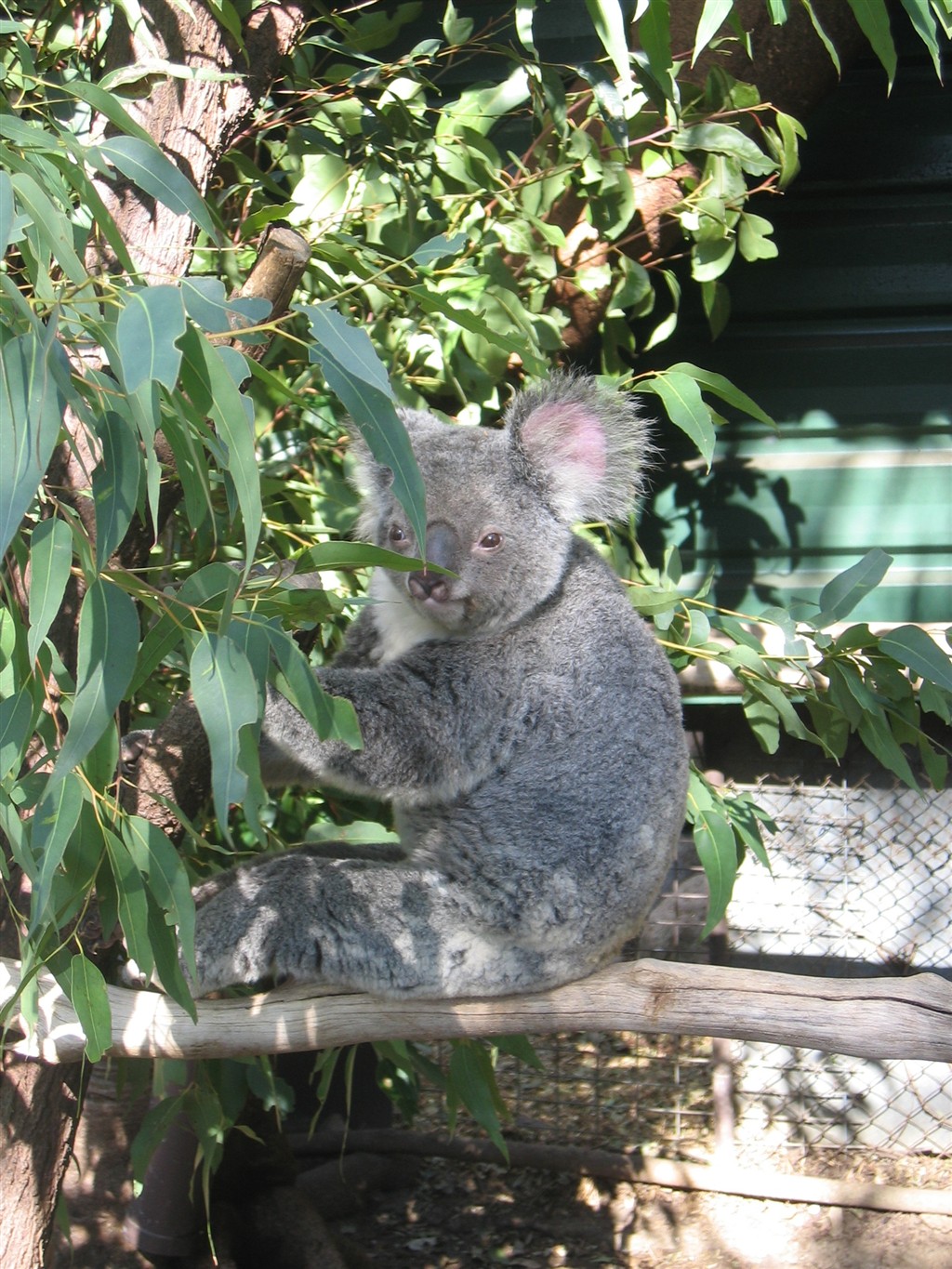 Lone Pine Koala Sanctuary 096.jpg