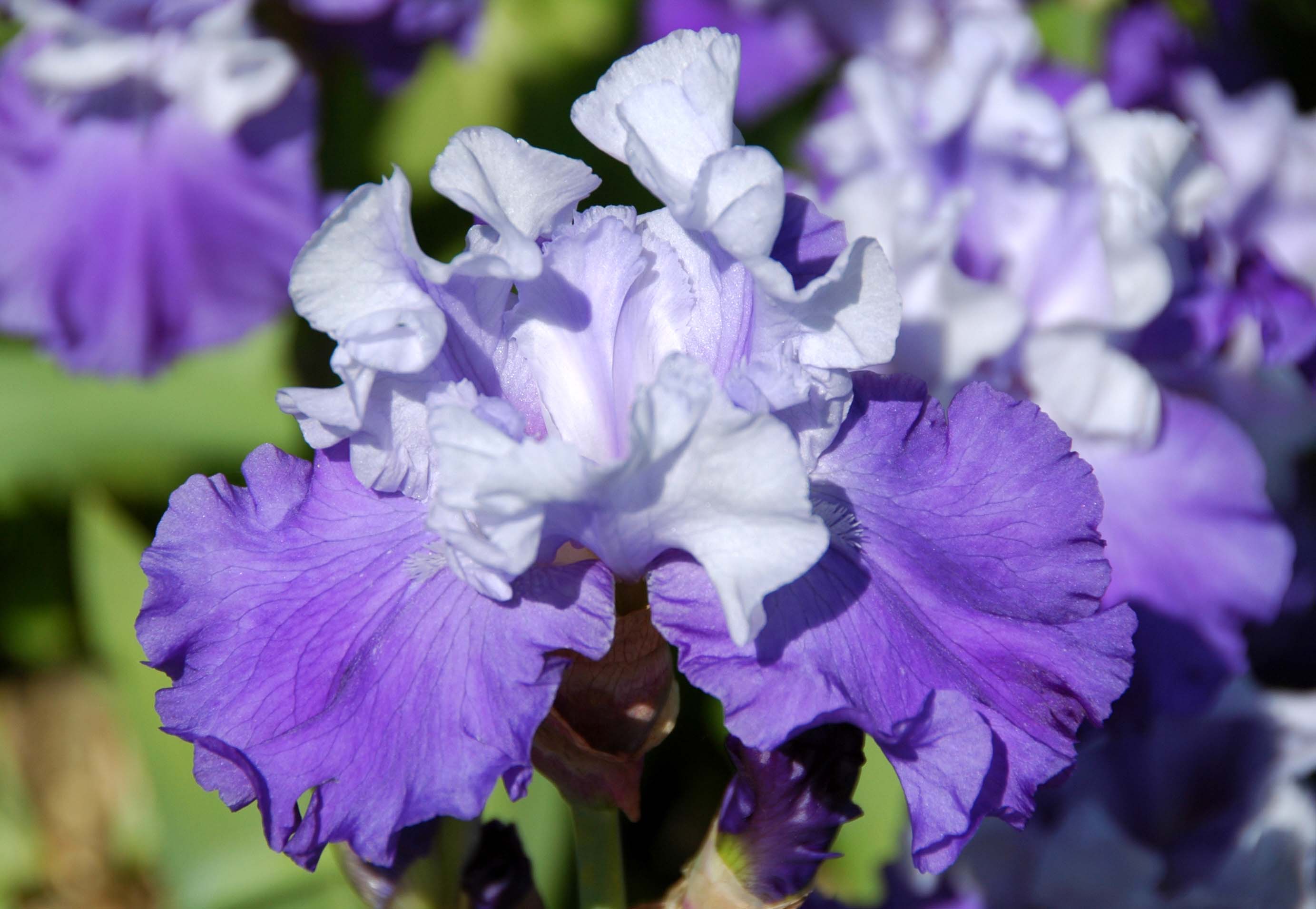 Iris