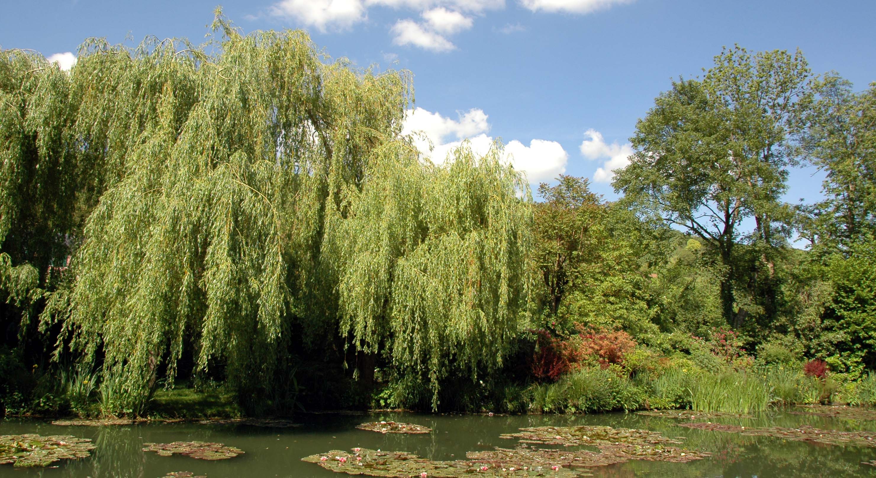 Monets garden