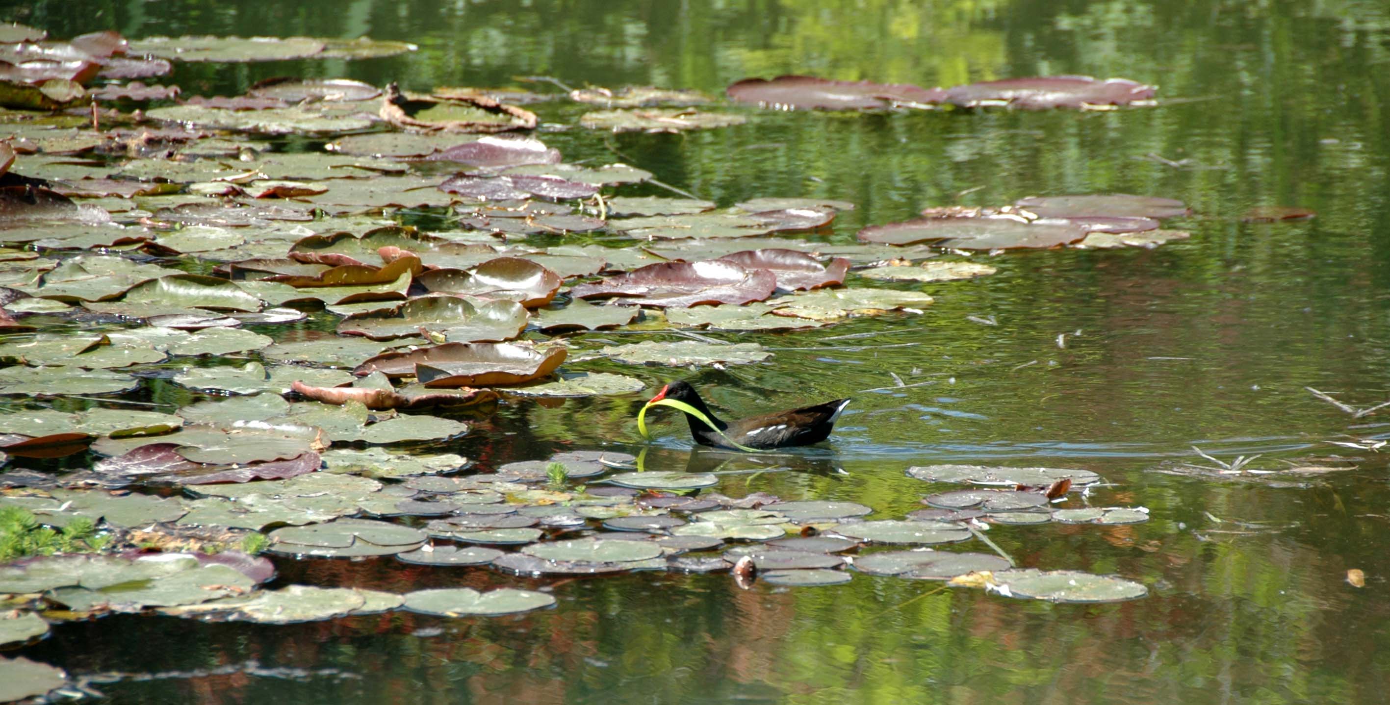 Water lilies