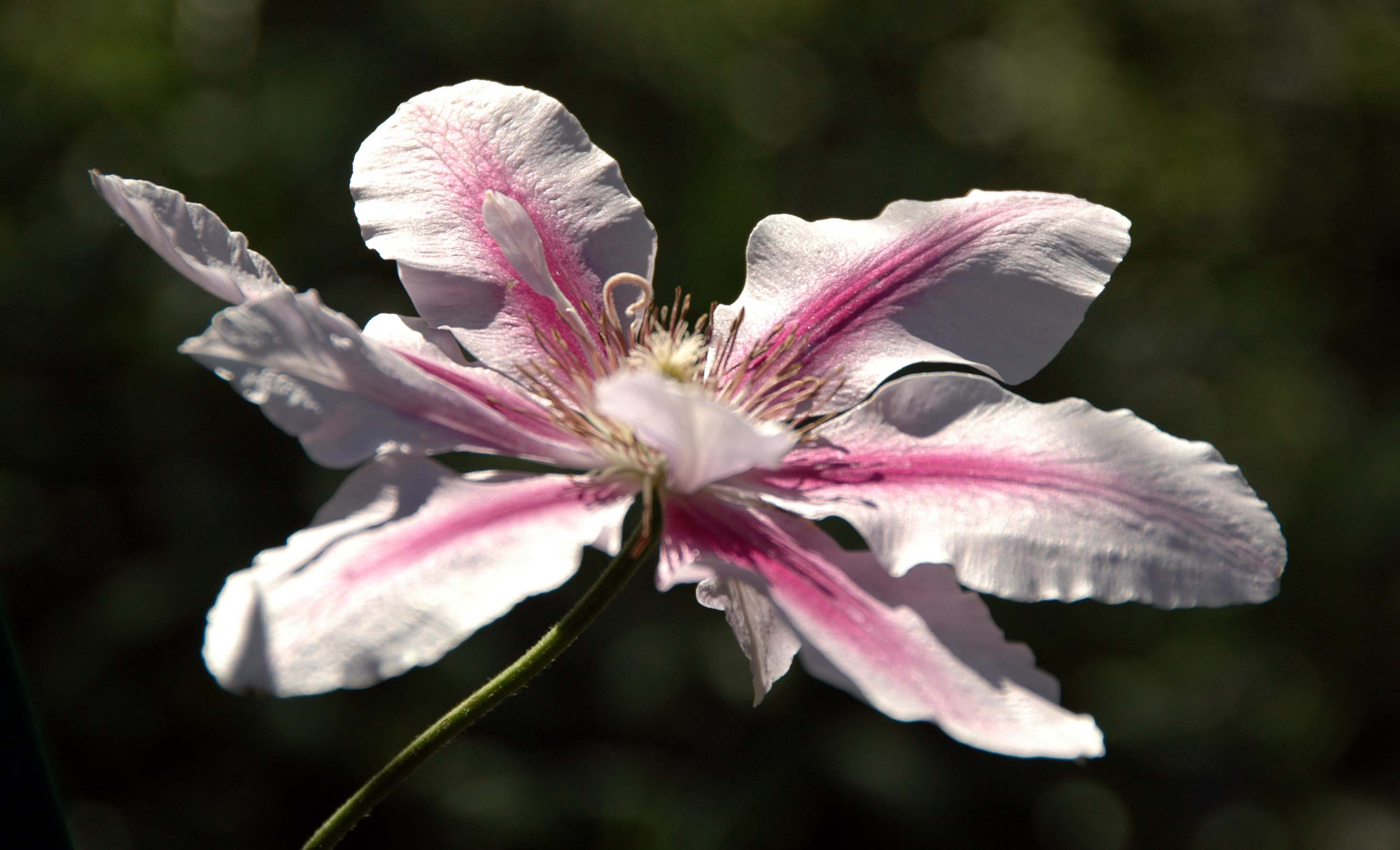 White clematis