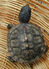 turtle icon.jpg
