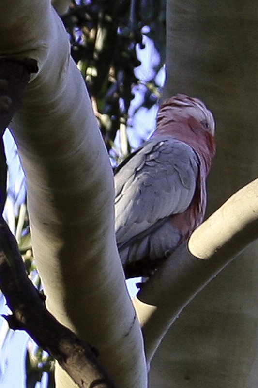 Uncooperative Galah