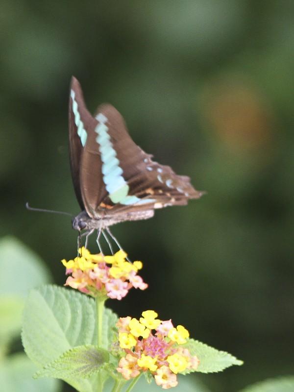 Common bluebottle