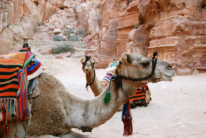 Happy Camels