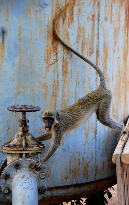 Monkey Business