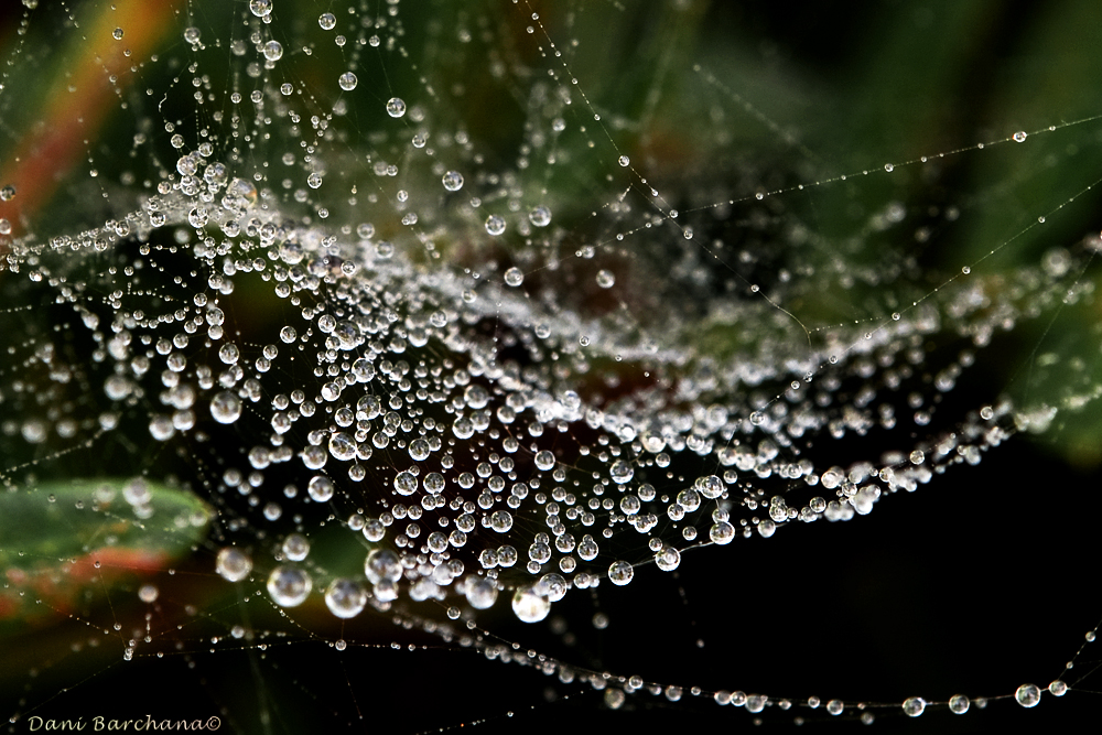 droplets on a spiders web