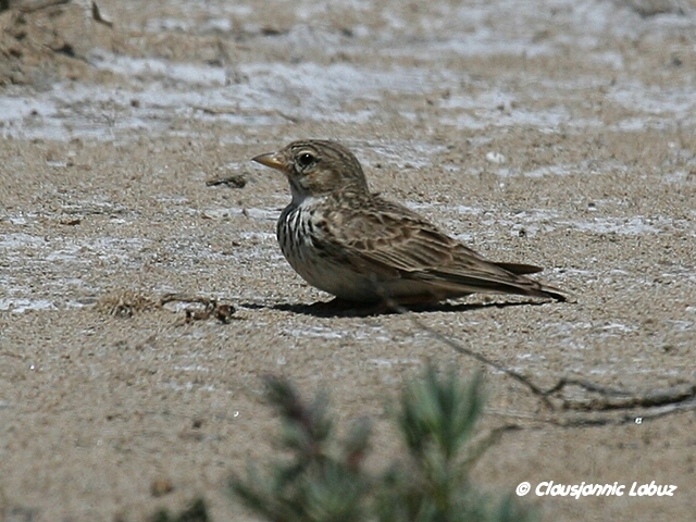 Lesser Short-toed Lark / Dvrglrke