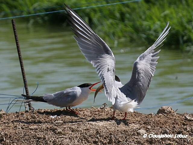 Common Tern / Fjordterne