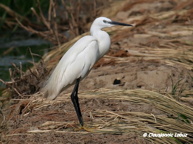 Little Egret / Silkehejre