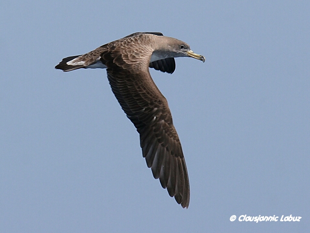 Corys Shearwater / Kuhls Skrpe