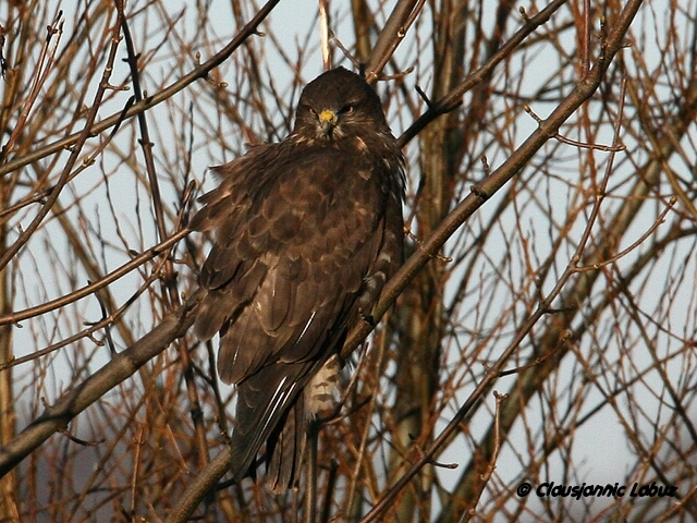 Common Buzzard / Musvge