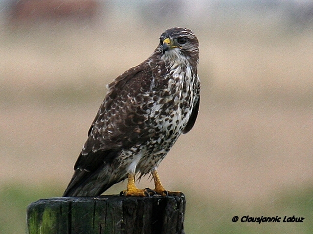 Common Buzzard / Musvge