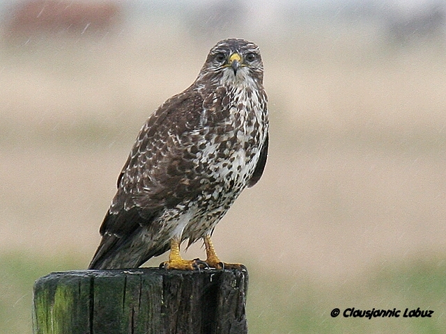 Common Buzzard / Musvge