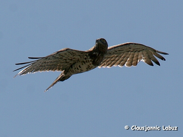 Short-toed (snake) Eagle / Slangern