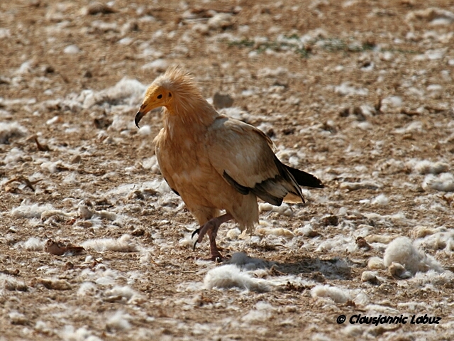 Egyptian Vulture / dselsgrib