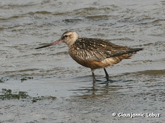 Bar-tailed Godwit / Lille Kobbersneppe