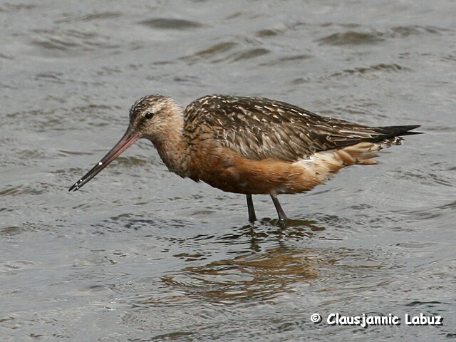 Bar-tailed Godwit / Lille Kobbersneppe