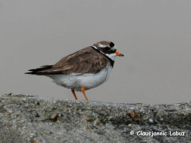 Greater Ringed Plover / Stor Prstekrave