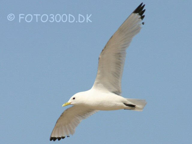Black-legged Kittiwake / Ride