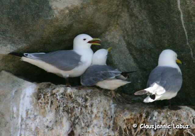 Black-legged Kittiwake / Ride