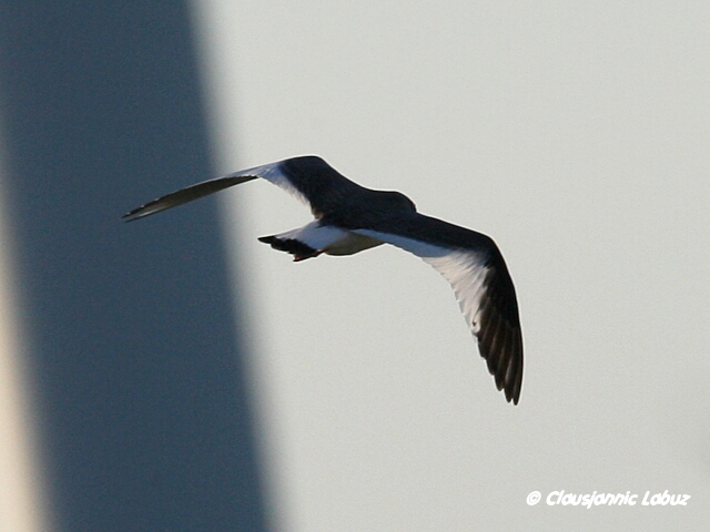 Sabines Gull / Sabinemge