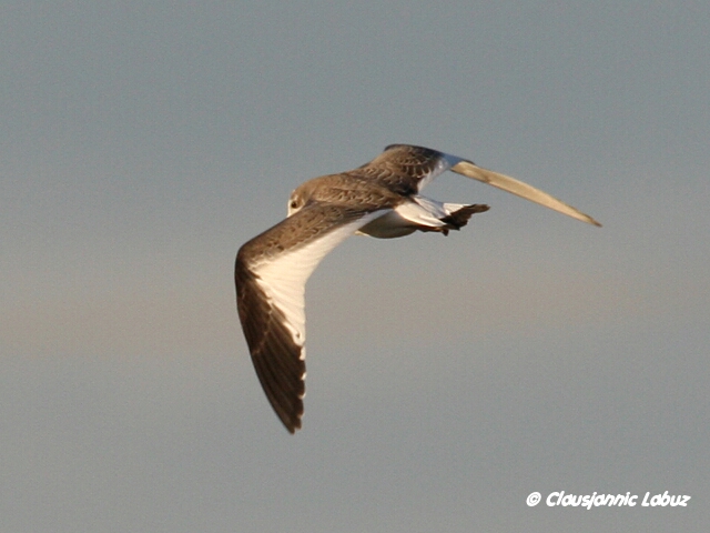 Sabines Gull / Sabinemge