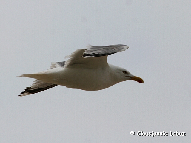 Herring Gull / Slvmge
