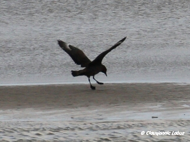 Great Skua / Storkjove