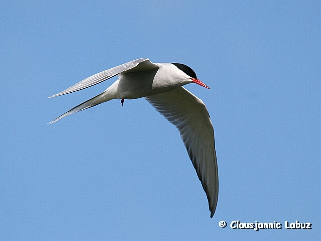 Arctic Tern / Havterne