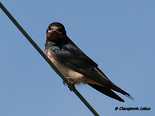 Barn Swallow / Landsvale
