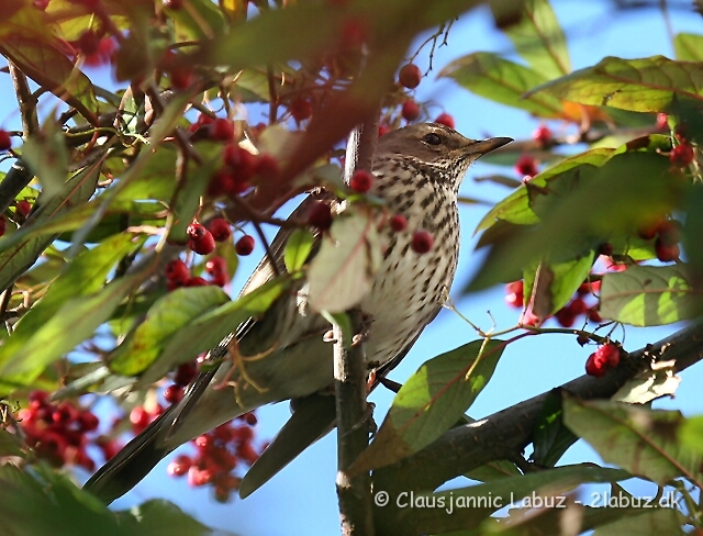 Black-throated Thrush / Sortstrubet Drossel