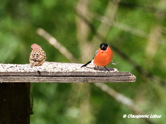 Common Bullfinch / Dompap