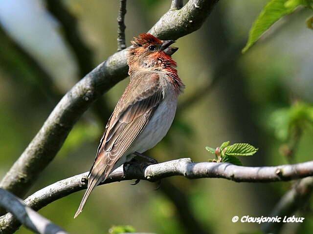 Common Rosefinch / Karmindompap
