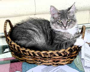 Pepper in basket ink outlines