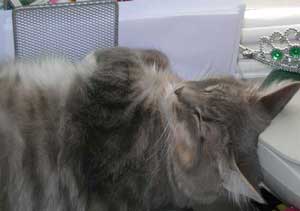 Pepper asleep original