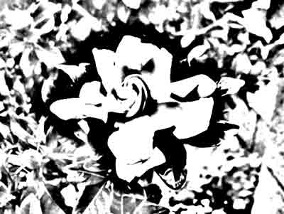 Flower  photocopy
