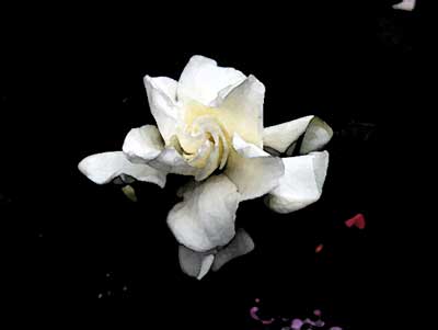 flowerwatercolor.jpg